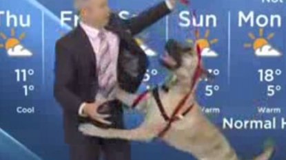 Dog joined a weather man live on air