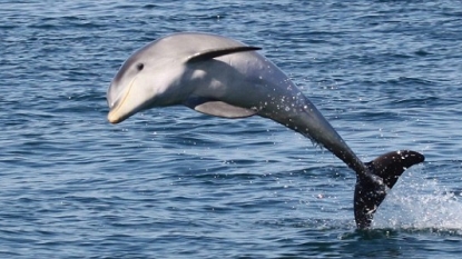 Dolphins venture on land in hunt of food