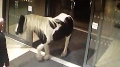 This is just a horse entering into police station