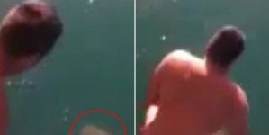 Australian man spotted tiger shark – jumped onto it