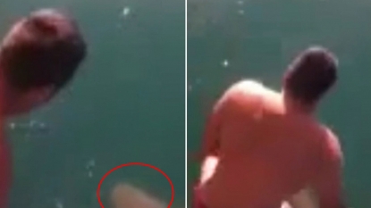 Australian man spotted tiger shark – jumped onto it