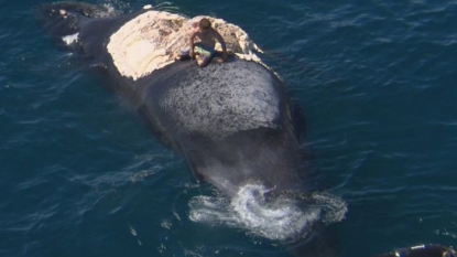 Dead whale removed from the beach after the smell became unbearable