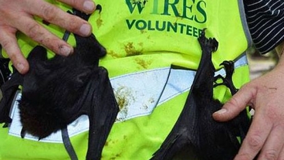 More than 5,000 bats died suddenly in Australia