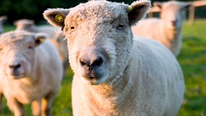 Student took help of ‘sheep’ to make himself stress free in exam time