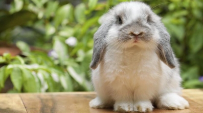 Teacher terrified student after butchering a rabbit before them in a biology class demonstration