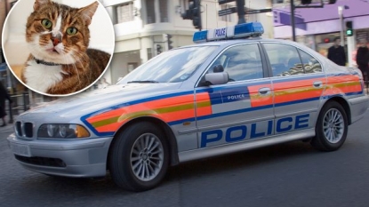 Woman called emergency services because a cat was staring her a lot