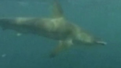 Footage of shark chasing kayakers for two miles gone viral