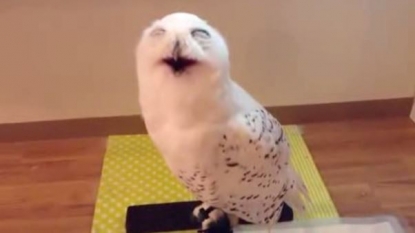 This would be the first ‘Laughing Owl’