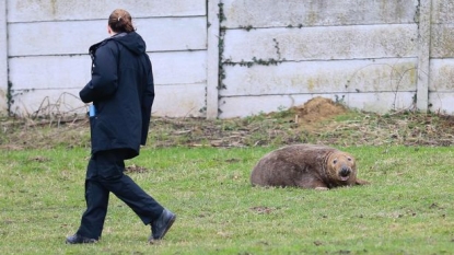 A seal was discovered around 22 miles away from the sea in a farm