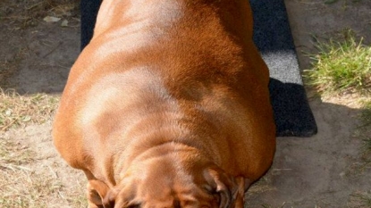 Dog sheds four stone of weight to become healthy