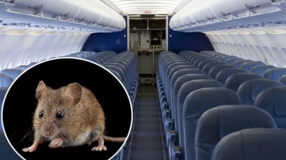 Flight of Qatar airways delayed for six hours after spotting a mouse in plane