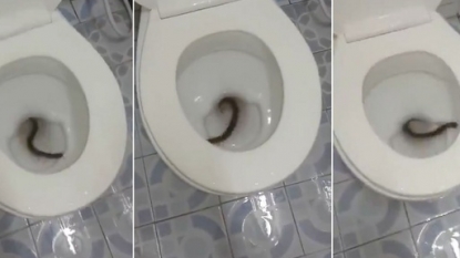 Giant millipede was spotted in the family’s toilet