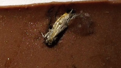 Horrifying man found a dead moth inside Cadbury’s chocolate