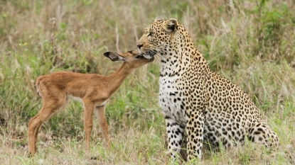 Incredible pictures of baby impala trying to make friendship with leopard