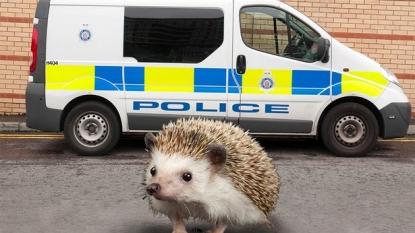 Man called emergency services because there’s an hedgehog in his garden