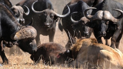 Moment when buffaloes shows their superiority before two lions