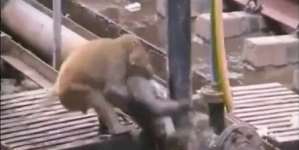 Monkey saved his friend’s life after it got electrocuted