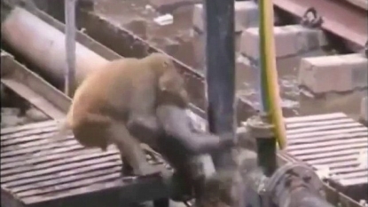 Monkey saved his friend’s life after it got electrocuted