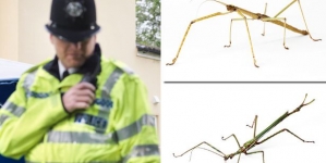 Mum called emergency services when her children were gifted STICK INSECT