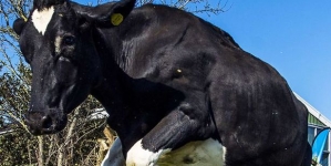 Policeman called for backup because he got afraid of COWS