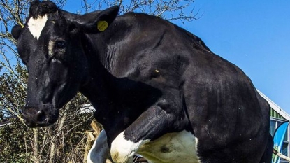 Policeman called for backup because he got afraid of COWS