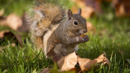 School children are forced to leave the ground because of aggressive squirrels