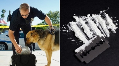 Sniffer dog was taken to hospital after inhaling cocaine accidentally