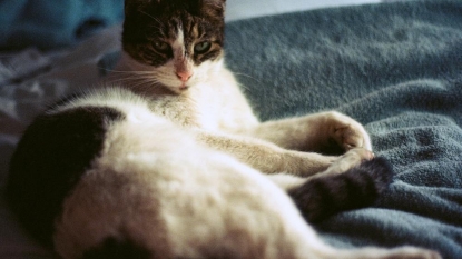 Woman after splitting from her husband, married with her two pet cats