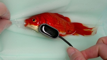 A pet lover paid around $500 to save a $5 goldfish