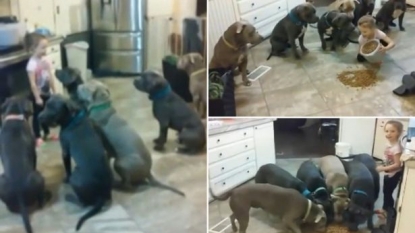 Amazing video of a little girl feeding six hungry pit bulls gone viral on twitter