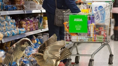 A sparrow family causes chaos at the supermarket’s fish counter