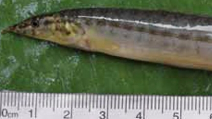 Boy nearly died after live EEL gets stuck in his throat