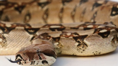 Dad was fined for stealing two snakes from theme park