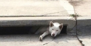 Emergency services were called to help a dog who was stuck in roadside drain