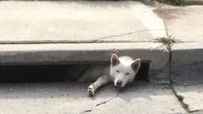 Emergency services were called to help a dog who was stuck in roadside drain