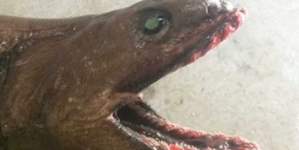 Fisherman captured a rare shark which has 300 razor sharp teeth