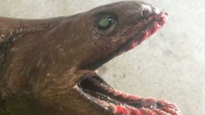 Fisherman captured a rare shark which has 300 razor sharp teeth