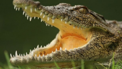 Fisherman killed the 20ft crocodile which killed his pregnant wife