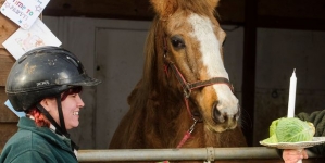 Horse celebrated its 49th birthday, could be the world oldest horse