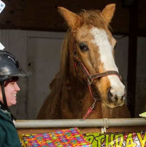 Horse celebrated its 49th birthday, could be the world oldest horse