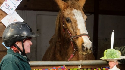 Horse celebrated its 49th birthday, could be the world oldest horse