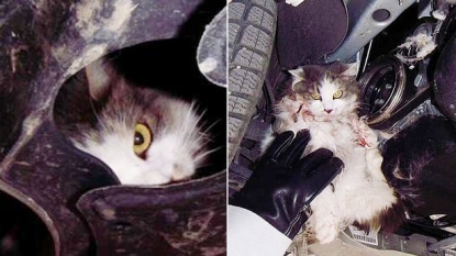 Mechanic found a live cat stuck inside the car’s engine