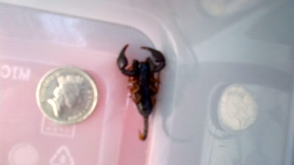 Office workers left terrified after they spotted a SCORPION inside office premises