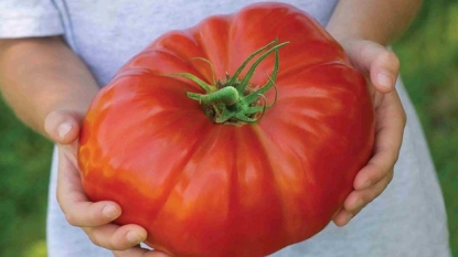 So, this is world’s biggest tomato – as it can feed four people at a time