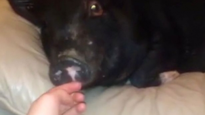 Barking pig was rescued from slaughterhouse and now is in safe hands