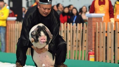 Company bosses put a live pig as New Year bonus