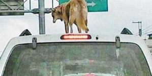 Dog owner said that the animal insisted to ride on the top of van after he got fined for it