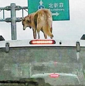 Dog owner said that the animal insisted to ride on the top of van after he got fined for it