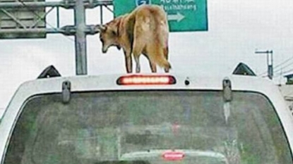 Dog owner said that the animal insisted to ride on the top of van after he got fined for it