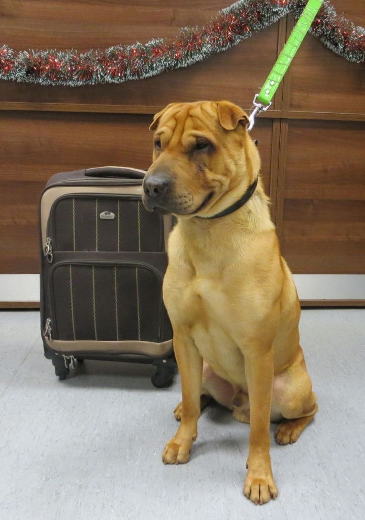 Dog who was left alone on railway station found finally a new owner